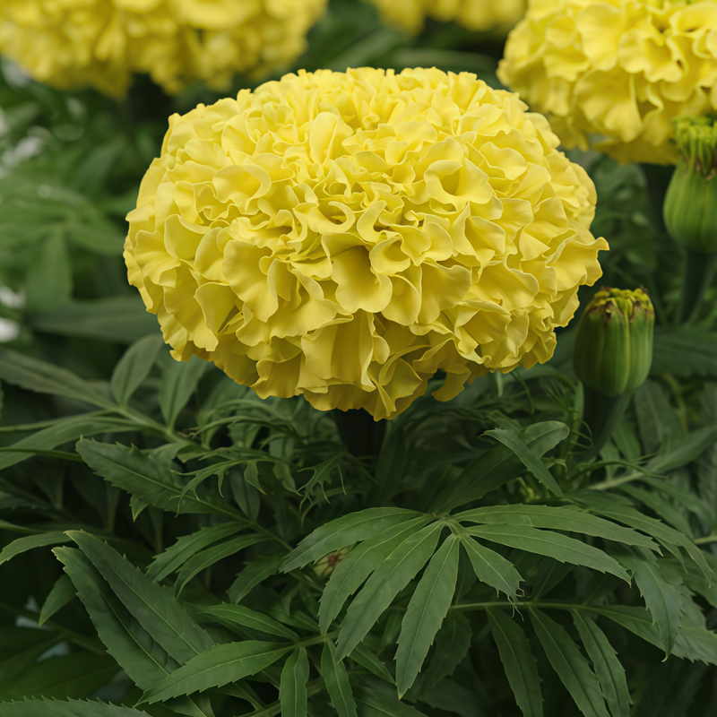 African Marigold Seeds - Cream-Colored Larger Packet High Germination 500-2500 Onsaleseeds
