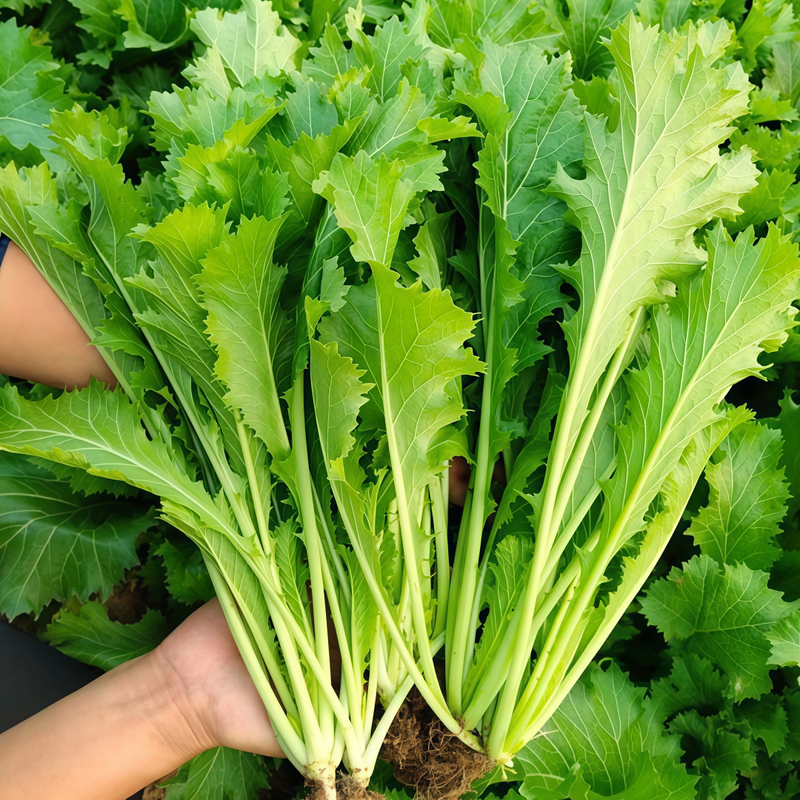 Brassica Juncea Var. Multiceps - Green Larger Packet High Germination 5000-25000 Onsaleseeds