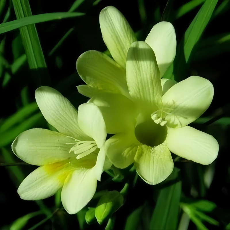 Freesia Green Bulbs up to 50%