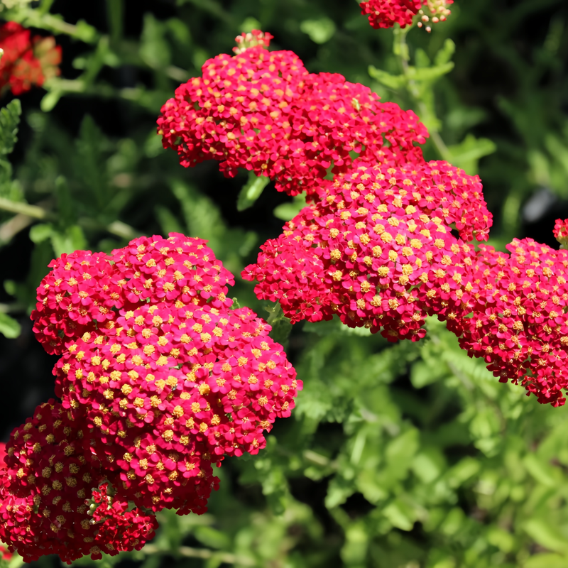 A.millefolium Red Seeds up to 50%