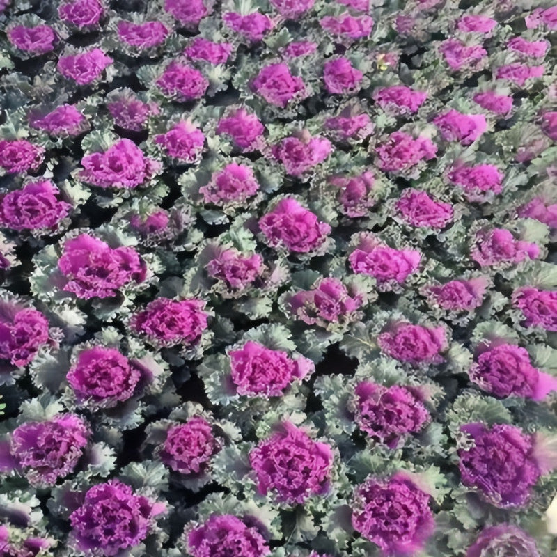 Brassica Oleracea Var Acephala Seeds - Red Flat Leaves High Germination Onsaleseeds