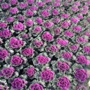 Ornamental Kale Seeds - Red Flat Leaf
