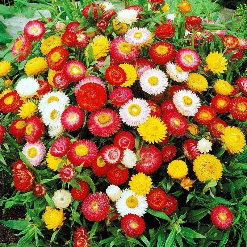 Strawflower Seeds - Mix Larger Packet High Germination 1800-9000 Onsaleseeds