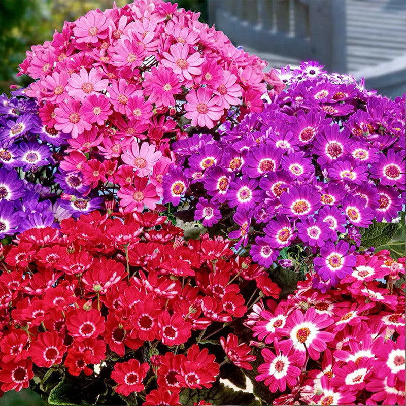 Pericallis Hybrida Seeds - Mix Larger Packet High Germination 300-1500 Onsaleseeds