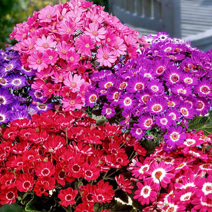 Pericallis Hybrida Seeds - Mix