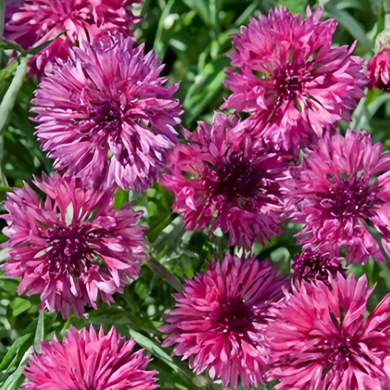 Cornflower / Bachelor Button Seeds - Red Larger Packet High Germination 1000-5000 Onsaleseeds