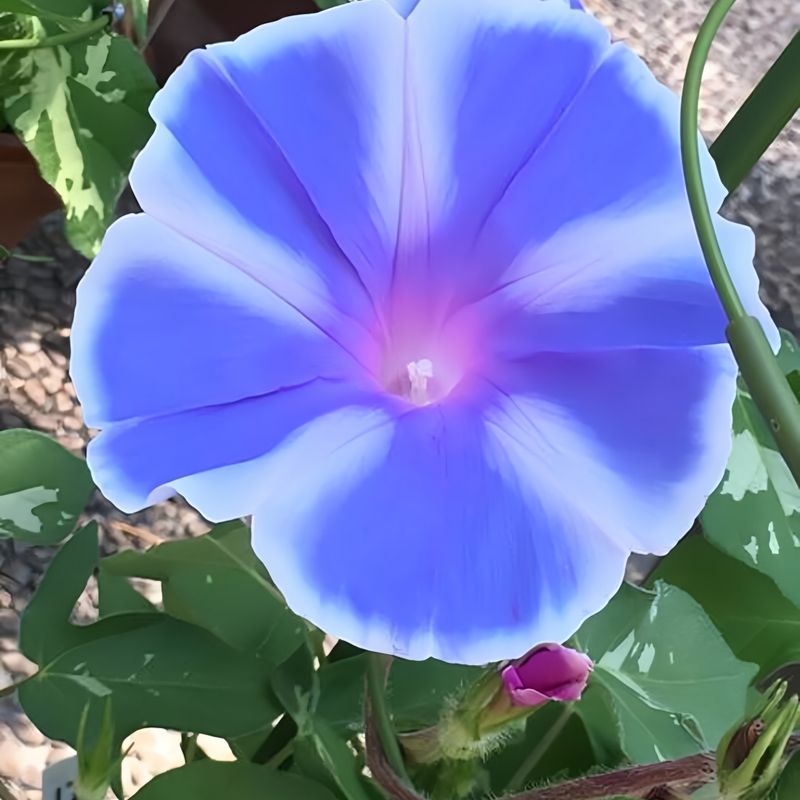 Ipomoea Seeds - Blue And White Border Larger Packet High Germination 200-1000 Onsaleseeds