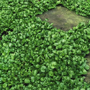 Dichondra Seeds