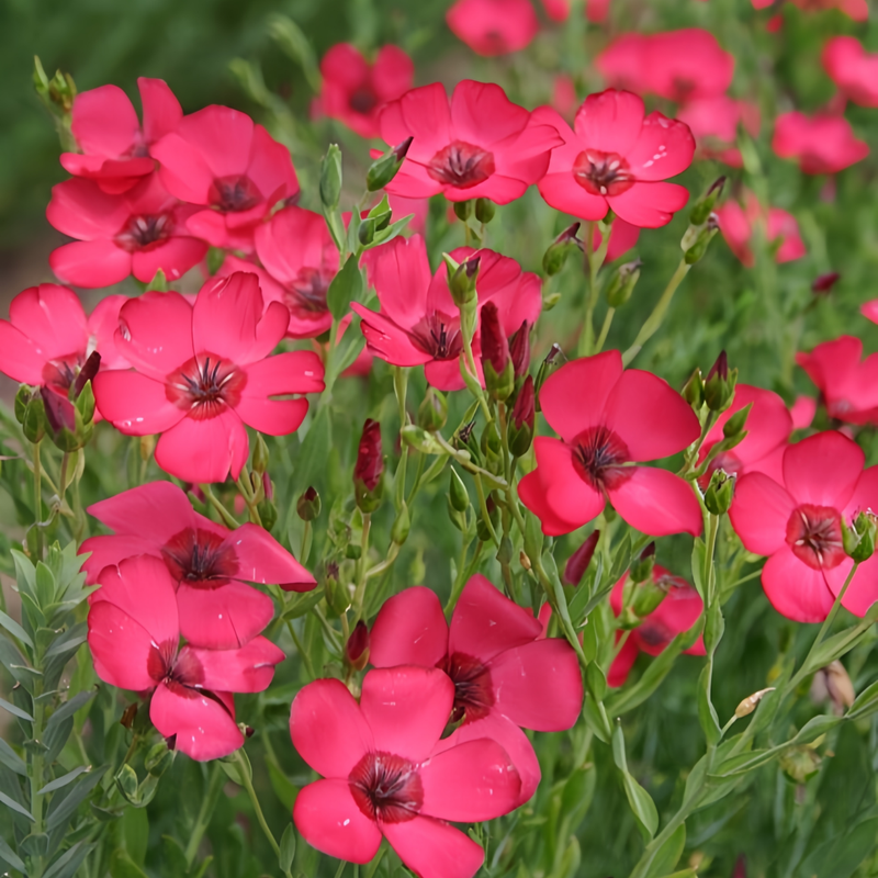Linum Usitatissimum Red Seeds up to 50% Large Pack · 1800-9000 Seeds