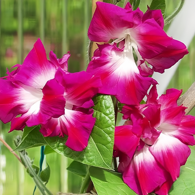 Ipomoea Seeds - Red Larger Packet High Germination 600-3000 Onsaleseeds