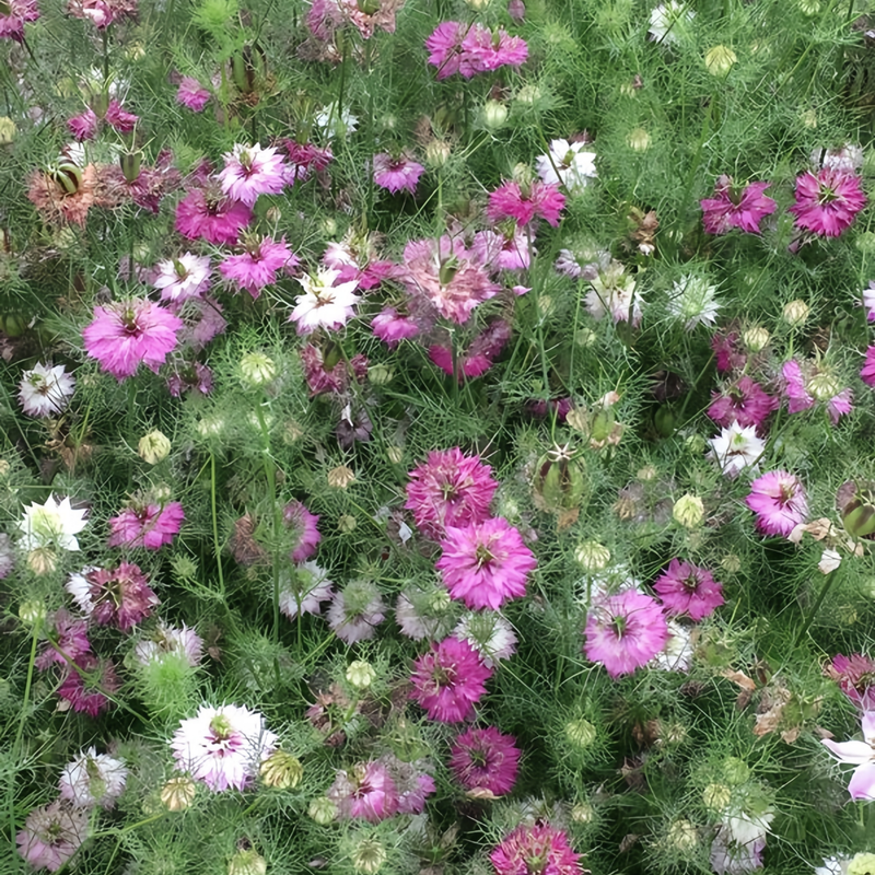 Love In A Mist Seeds - Mix Larger Packet High Germination 4000-20000 Onsaleseeds