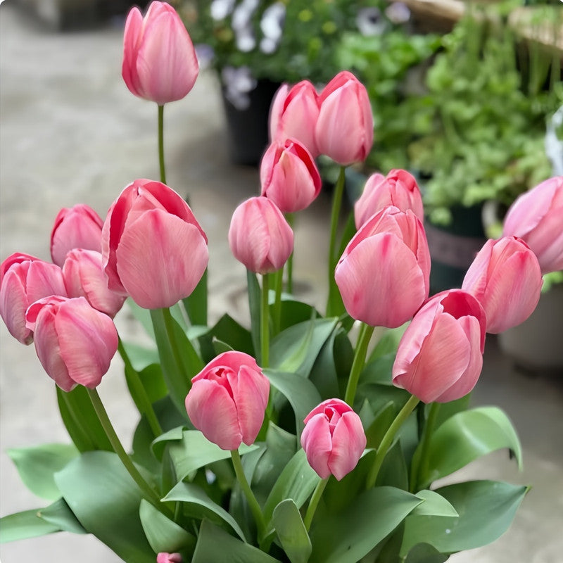 Tulip Bulbs - Pink Impression