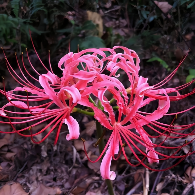Red Spider Lily (Lycoris Radiata) Diamond Rose Bulbs up to 50%