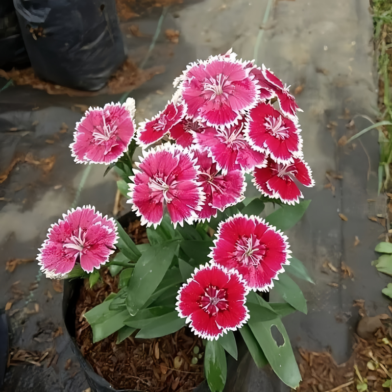 Dianthus Mix Seeds up to 50%