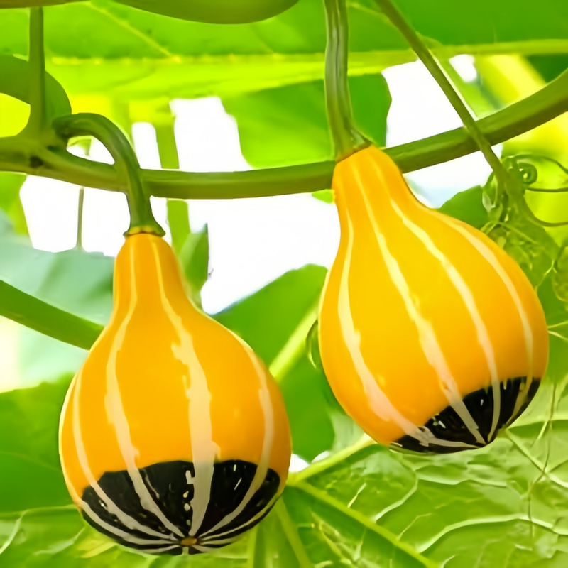 Cucurbita Moschata - Pear-Shaped Mix High Germination  Onsaleseeds