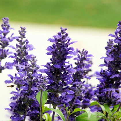 Blue Sage Seeds