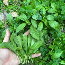 Indian Kalimeris Seeds
