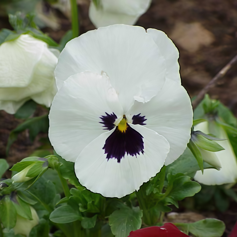 Viola White With Brown Spots Seeds up to 50%