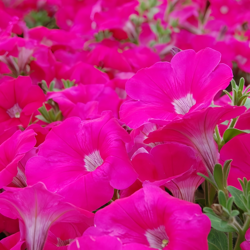 Petunia Hybrida Seeds - Rose Red Medium Flower Larger Packet High Germination 1000-5000 Onsaleseeds