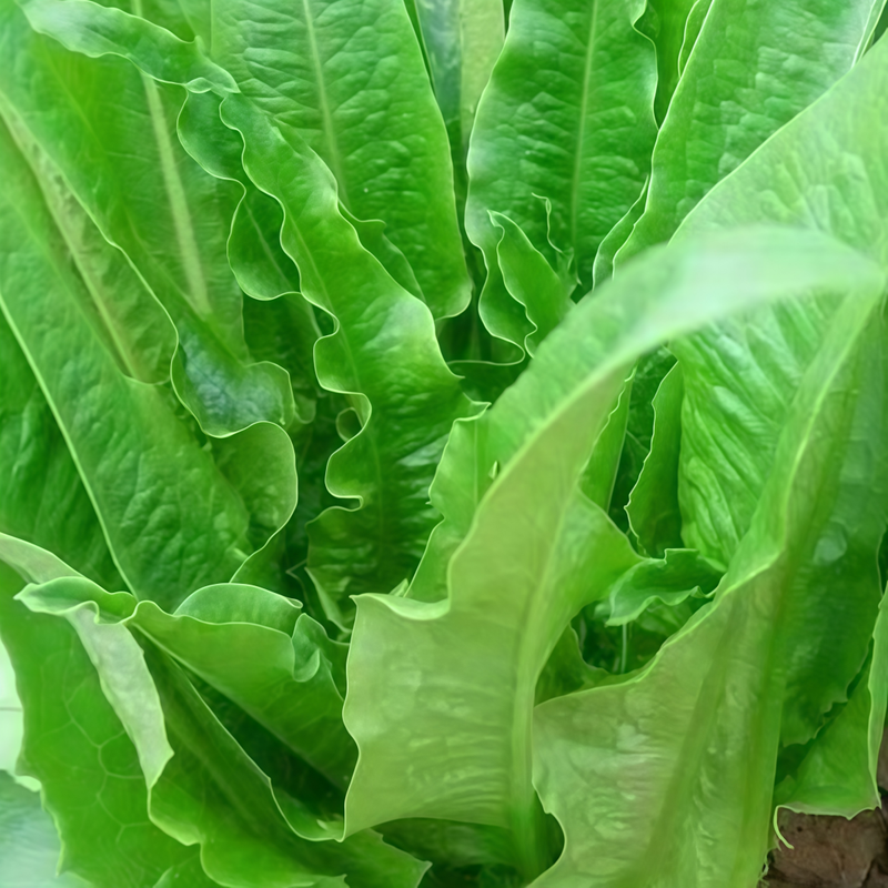 Lettuce Seeds - Green