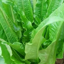 Lettuce Seeds - Green