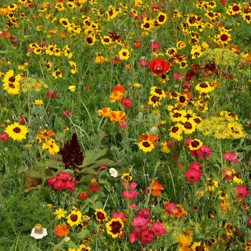 Flowering Plant Combination Shade Tolerant Mix Seeds up to 50%