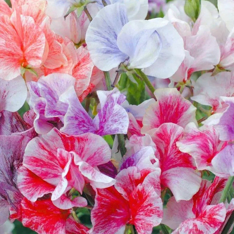 Sweet Pea Seeds - Mix Larger Packet High Germination 240-1200 Onsaleseeds