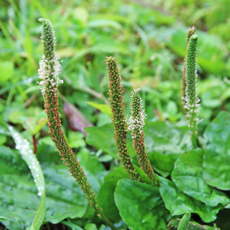 Asian Plantain Seeds