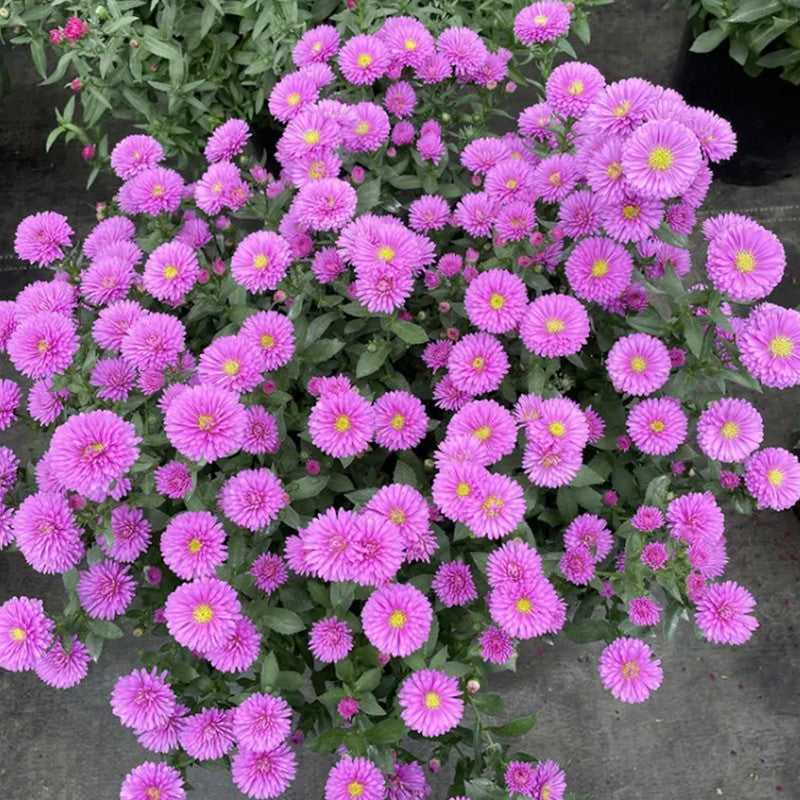 Aster Purple Red Seeds up to 50%
