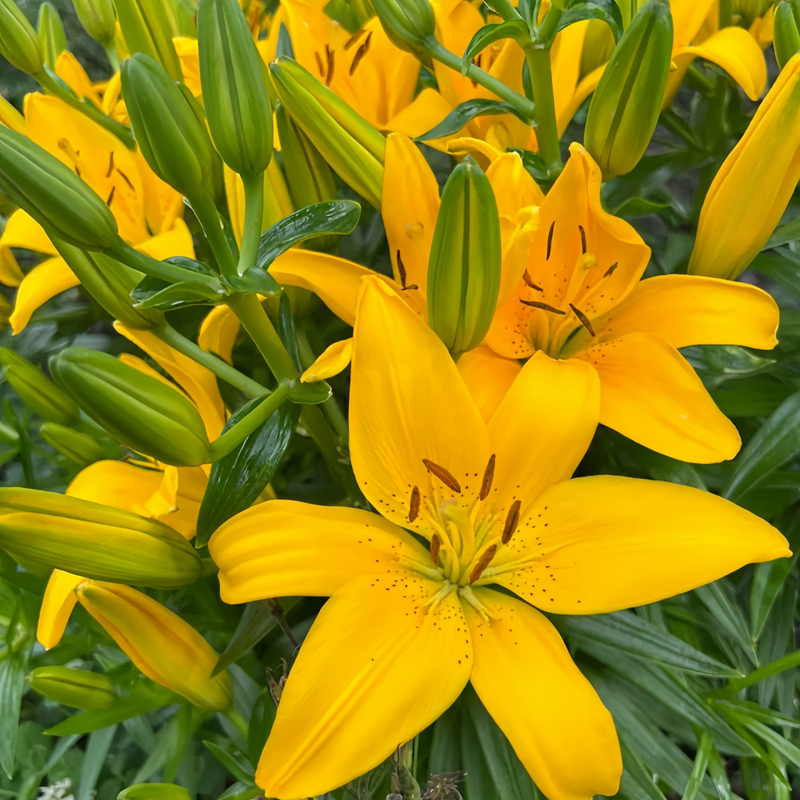 Perfume Lily Yellow Bulbs up to 50%