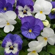 Blue White Viola Seeds