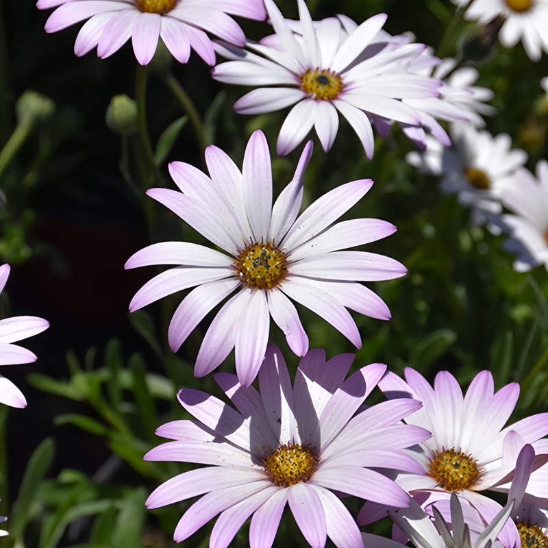Cape Daisy Seeds - Pink High Germination Onsaleseeds