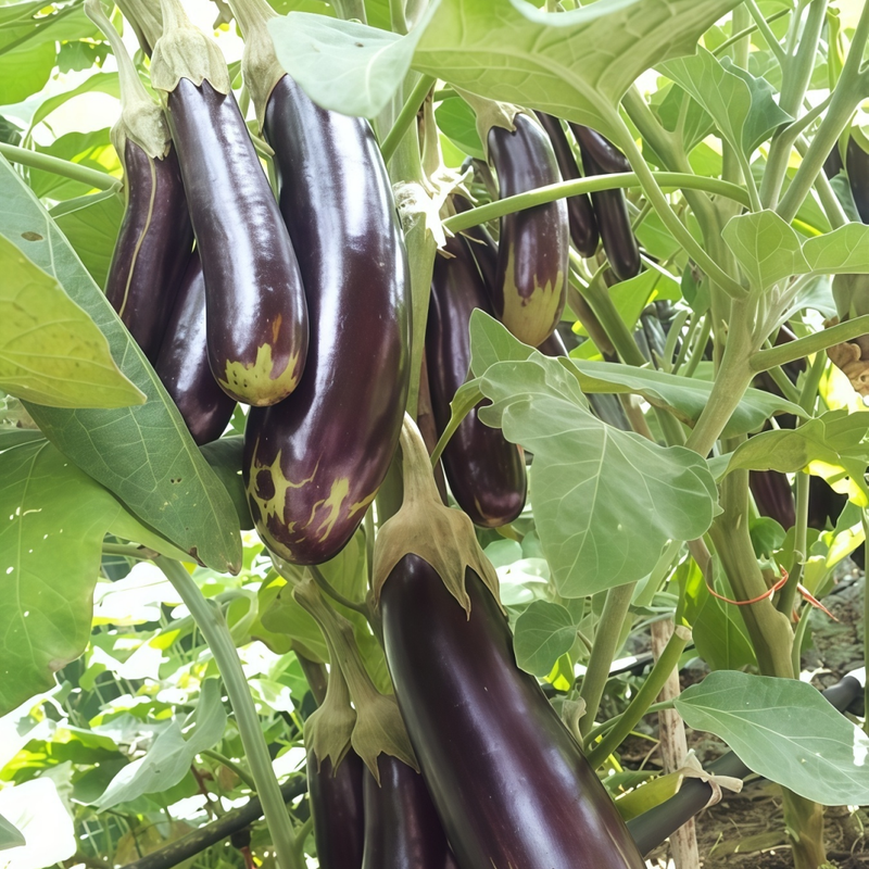 Purple Solanum Seeds