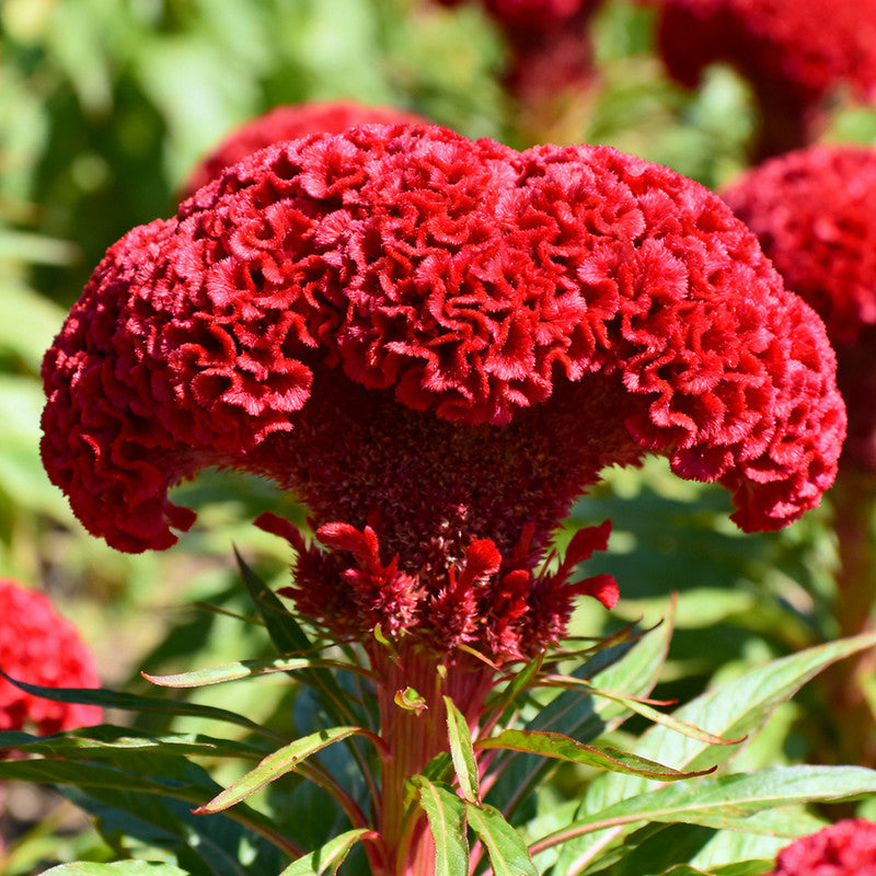 Celosia Cristata Seeds - Red Flower Larger Packet High Germination 1500-7500 Onsaleseeds