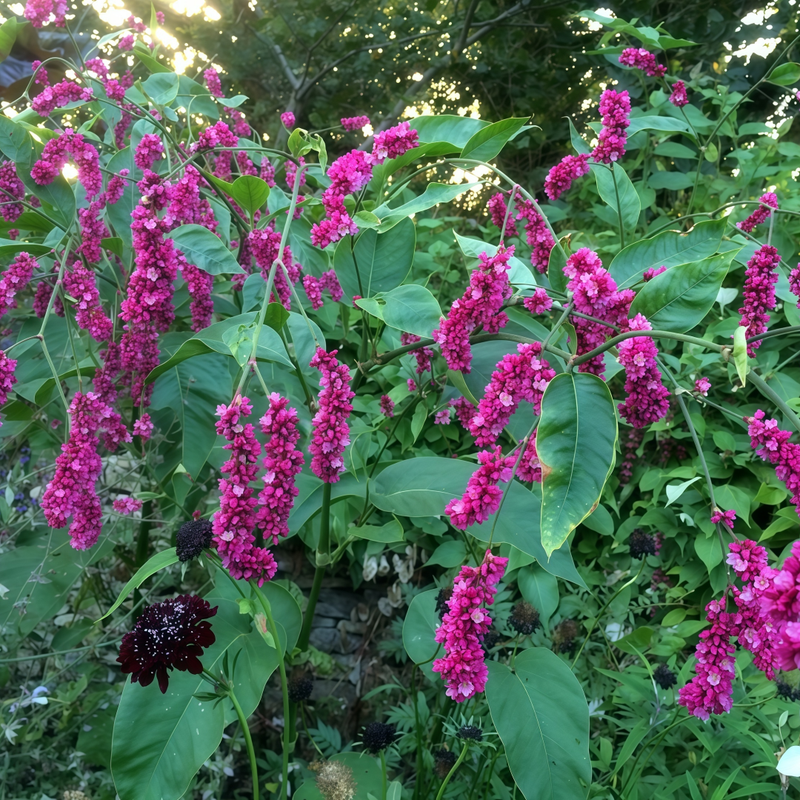 Polygonum Pink Red Seeds up to 50%