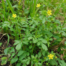 Potentilla Seeds