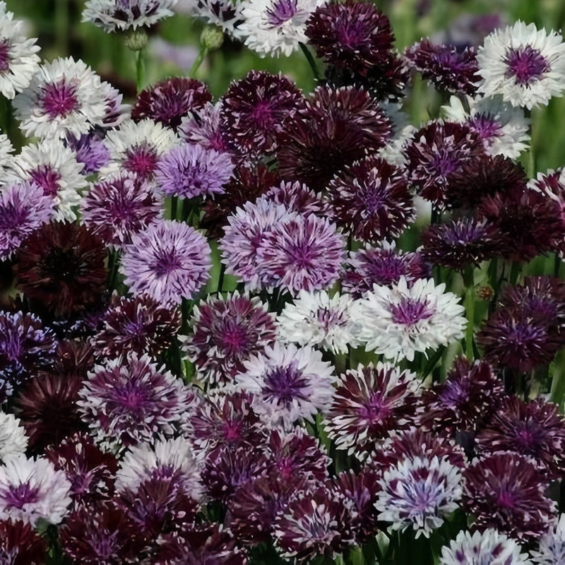 Cornflower / Bachelor Button Seeds - Dark Purple Larger Packet High Germination 1000-5000 Onsaleseeds