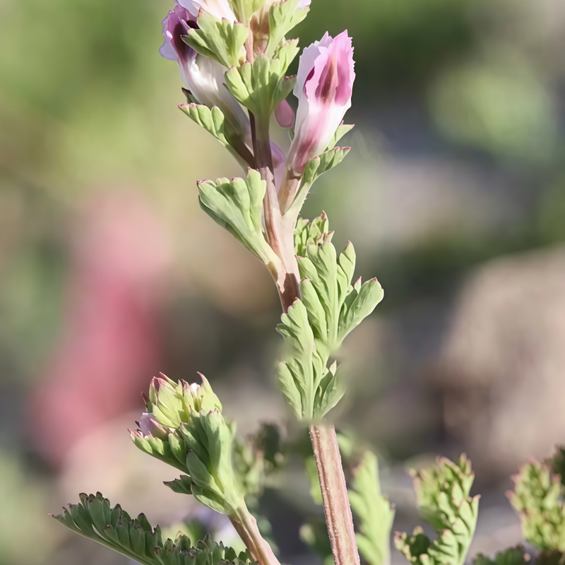 Corydalis Bungeana Turcz. Seeds - Larger Packet High Germination 2000-10000 Onsaleseeds