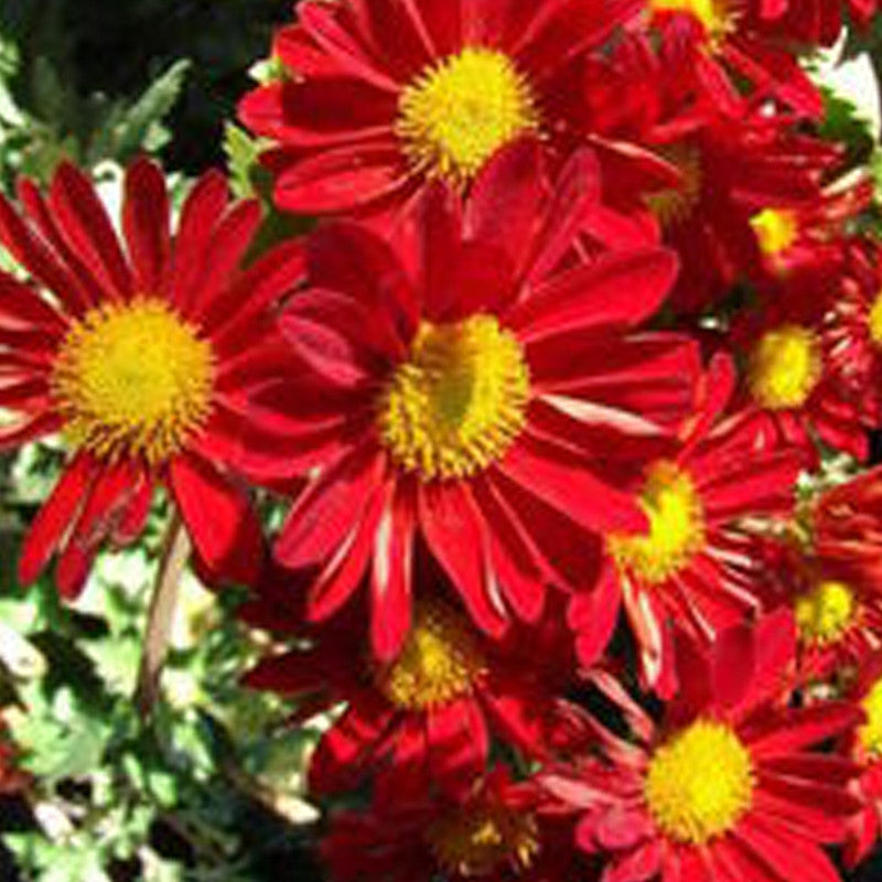 Callistephus Chinensis Seeds Red up to 50%