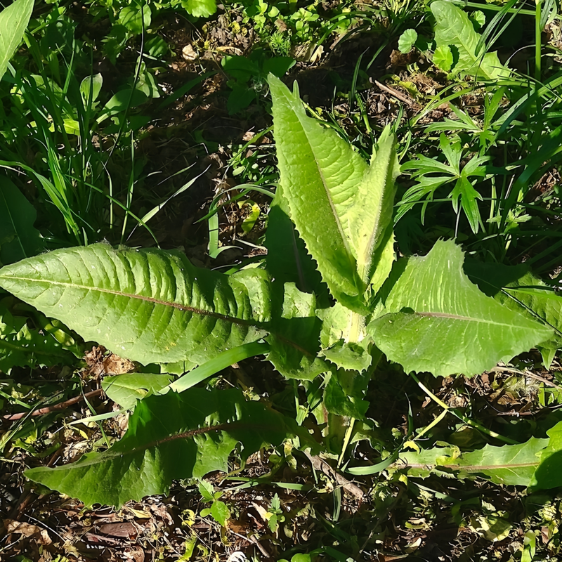 Chicory Seeds - Larger Packet High Germination 1/4-1/2LB Onsaleseeds