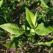 Chicory Seeds