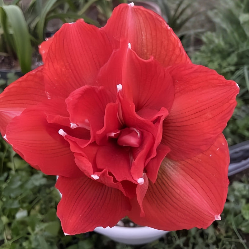 Amaryllis Bulbs - Pink Nymph