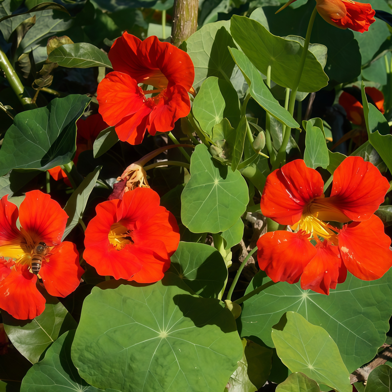 Nasturtium Seeds - Rose Red Larger Packet High Germination 260-1200 Onsaleseeds