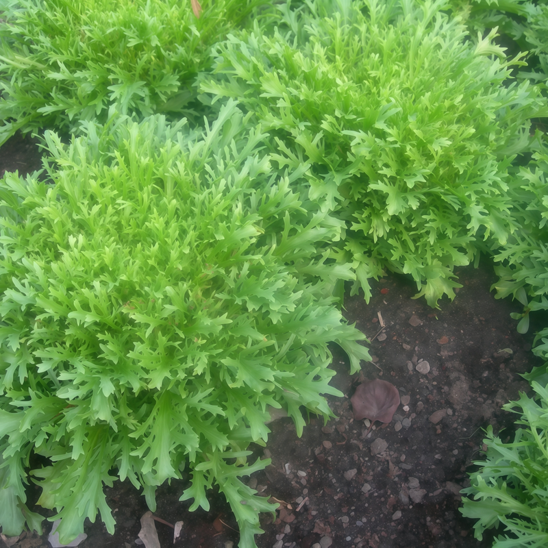 Sonchus - Yellow Streak Larger Packet High Germination 3000-15000 Onsaleseeds