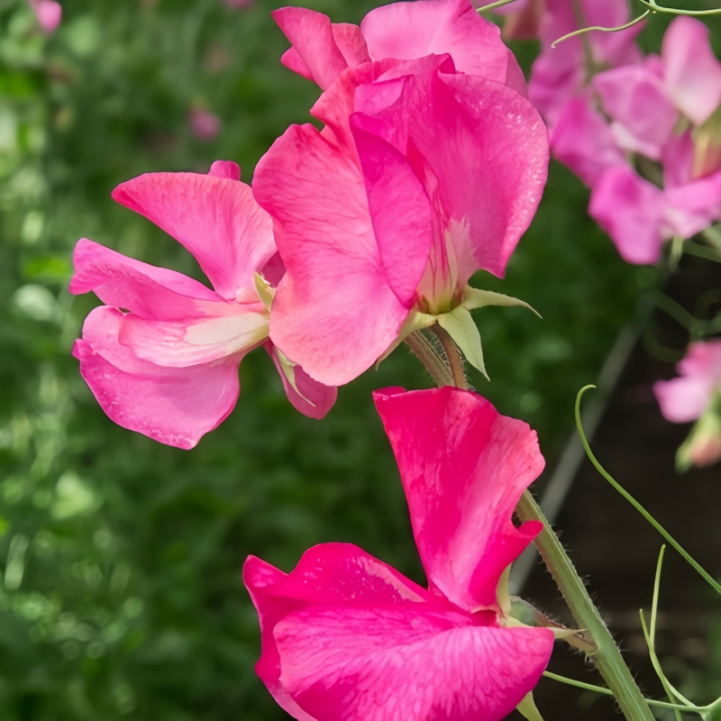 Sweet Pea Seeds - Rose Red Larger Packet High Germination 240-1200 Onsaleseeds