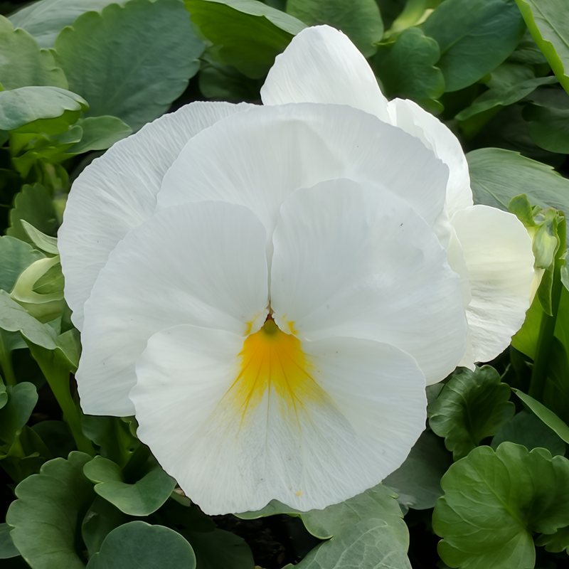 Viola Pure White Seeds up to 50%