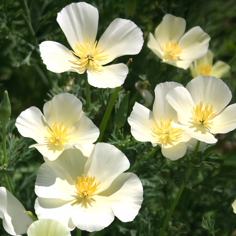 California Poppy Seeds - Milky White Larger Packet High Germination 800-4000 Onsaleseeds