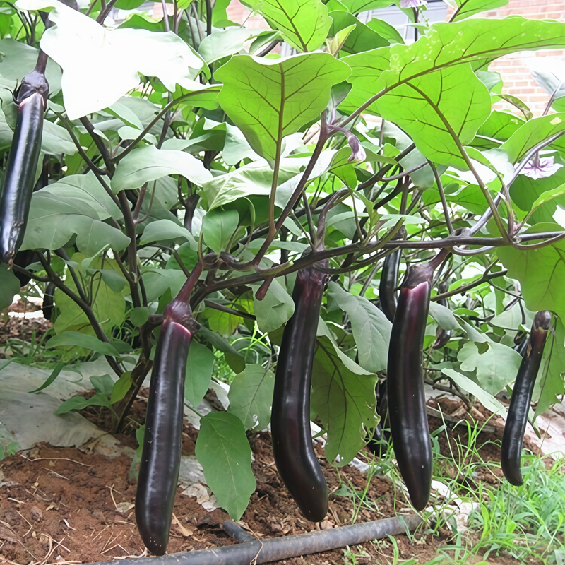 Solanum - Deep Purple Larger Packet High Germination 900-4500 Onsaleseeds