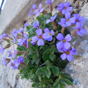 Pink Aubrieta Seeds