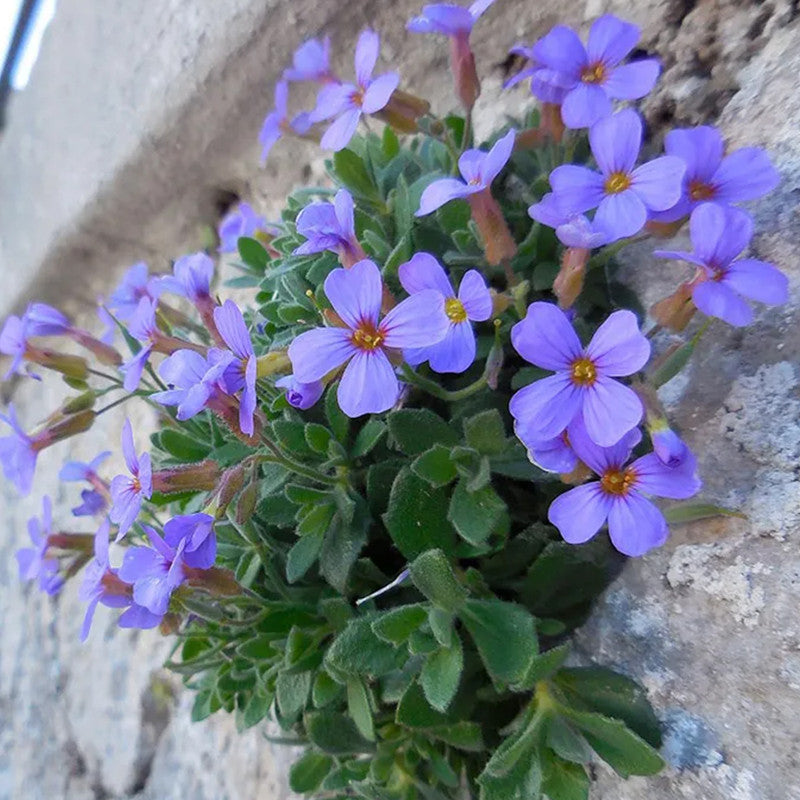 Aubrieta Pink Seeds up to 50%